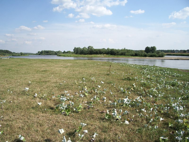 Bug przepływający przez wieś Granne Bug