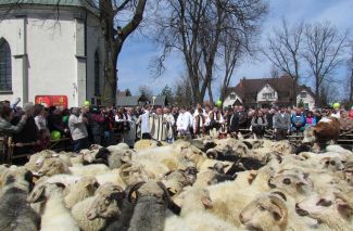 Tradycyjne rozpoczęcie wypasu owiec w sanktuarium w Ludźmierzu/ fot.: E. Tomczyk-Miczka Tradycyjne rozpoczęcie wypasu owiec w sanktuarium w Ludźmierzu/ fot.: E. Tomczyk-Miczka