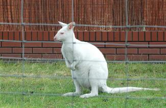 W Zoo Safari w Borysowie…Więcej » W Zoo Safari w Borysowie…Więcej »