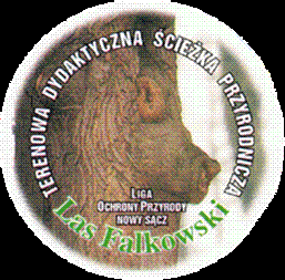 Jeden ze szlaków turystycznych - terenowa dydaktyczna ścieżka „Las Falkowski” …Więcej »